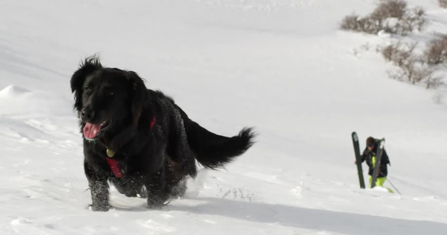 A black dog leads a skier up a hill through the snow