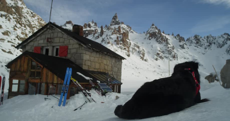 A dog with a red harness walking on snow with a person and a cabin in the background