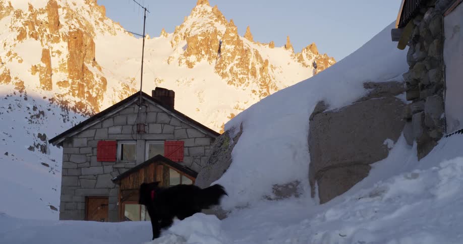 A dog is walking towards the house on the mountain