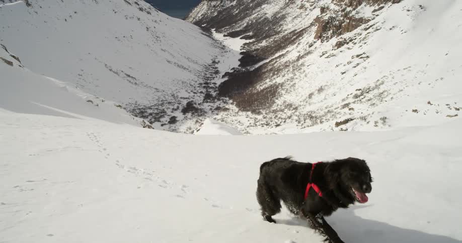 A dog is walking through the snow in the mountains