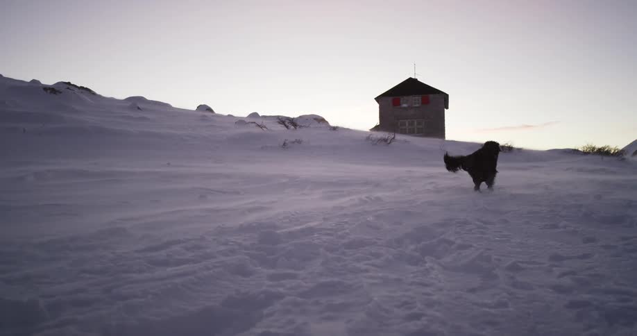 A dog walking in the snow and wind with a house beyond