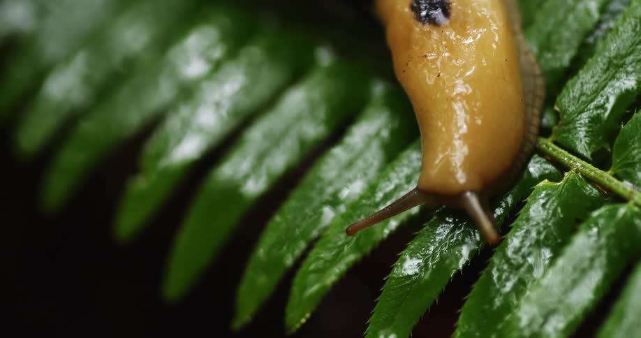 A snail is crawling on a fern