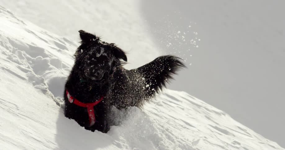Black dog wearing a red harness plays in the snow on the mountains