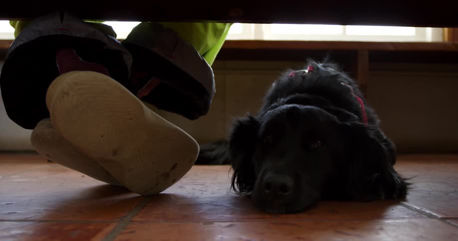 A dog lies on the floor by their owner's feet