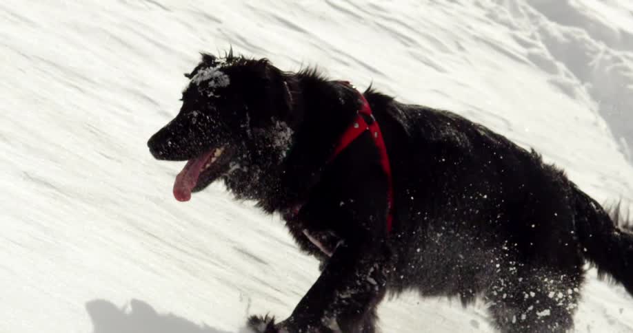A happy dog climbing up a snowy hill