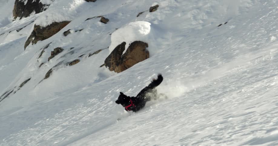 Black dog with a red leash runs downhill through snow