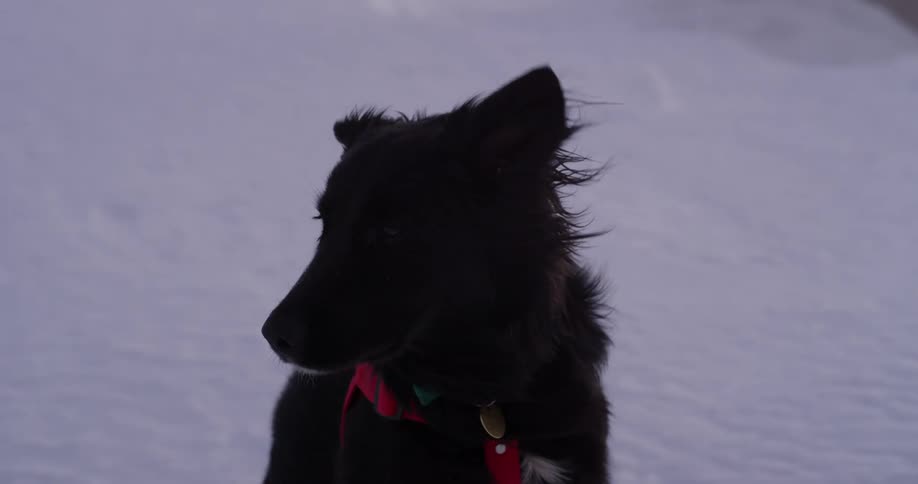 Black dog in a red harness sits on the snow covered slope of a mountain at sunset