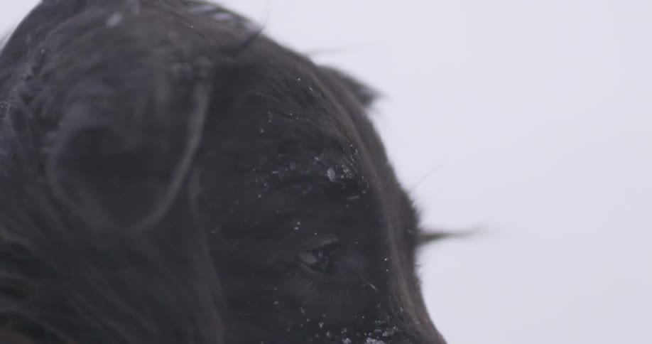 A black dog stands outdoors in a snowstorm during the day