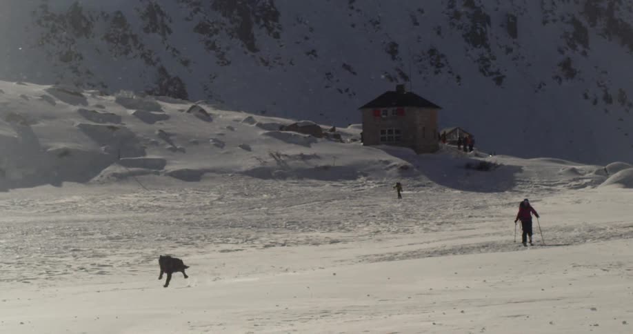 Black dog running near a ski hut in the snow covered mountain peaks