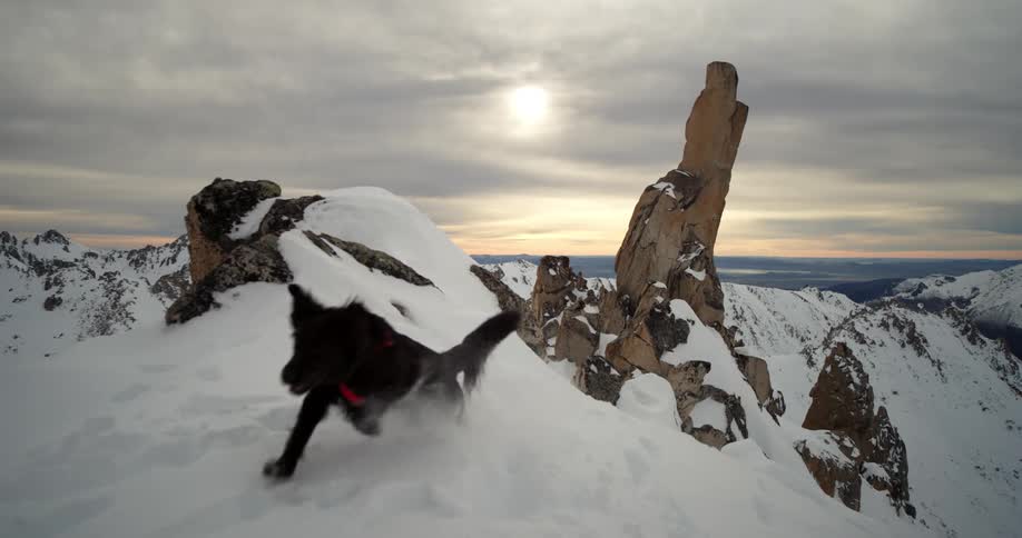 A harnessed black dog running up a snowy mountain in the wilderness