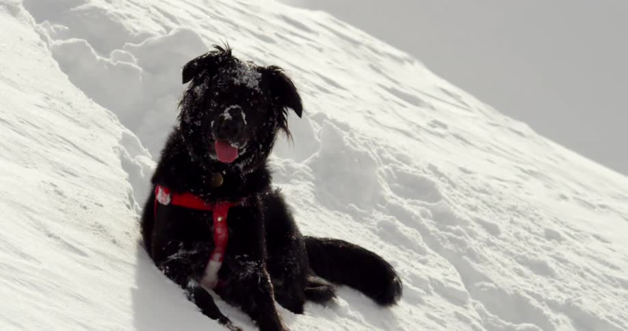 Black dog in a red harness lays down over the snow