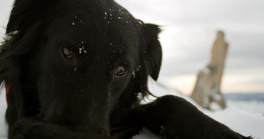 A black dog rests in the snow on a winter day