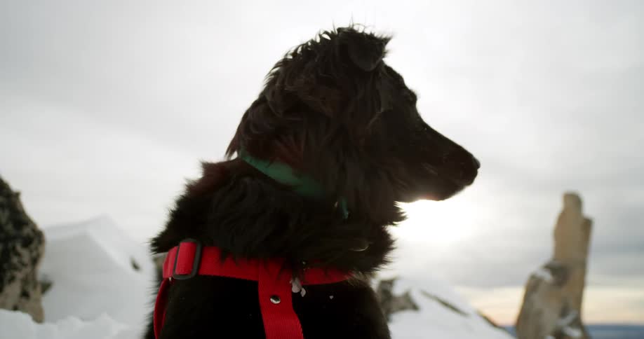 A dog is outdoors in the arctic