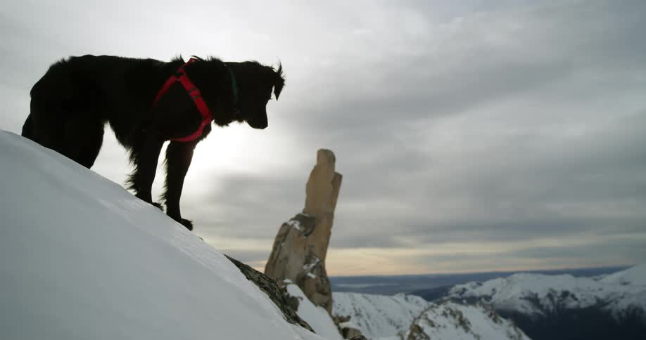 A black dog gazes down the slope of a snowy mountain while standing at the top