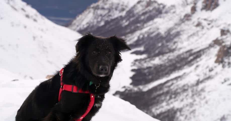 A black dog looking around in snowy mountains