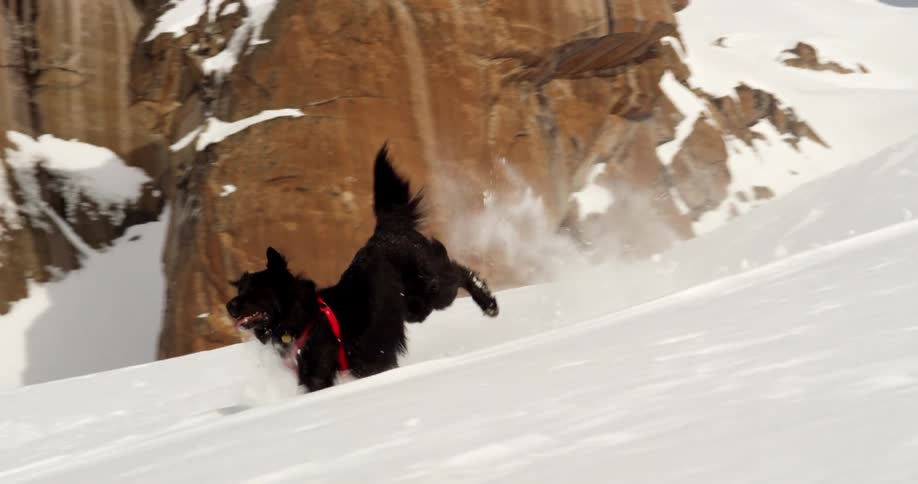 A large black dog wearing a red harness runs through the snow down a mountain