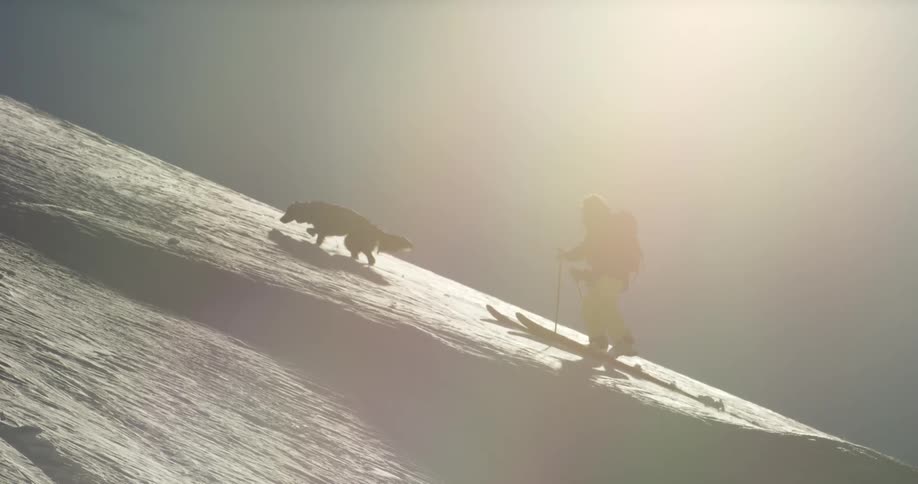 A dog leads a skier up a snowy mountain slope as the sun shines over them