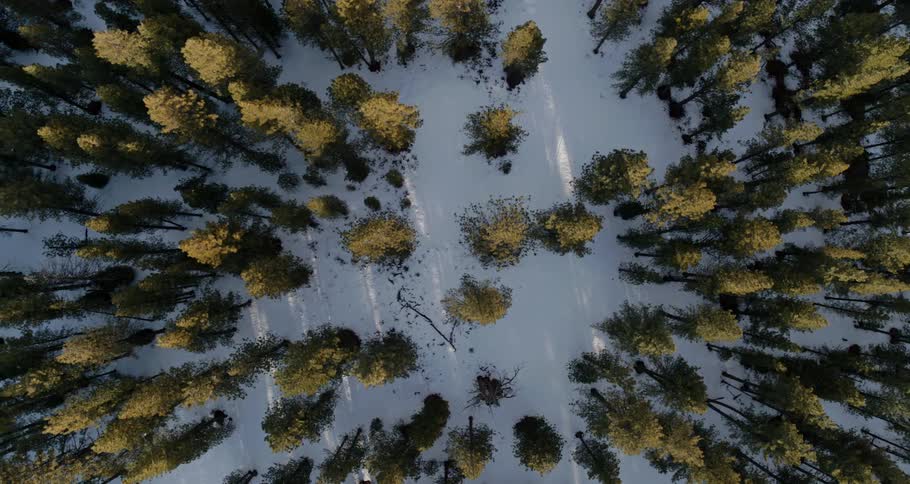 Snow blankets the ground in a dense forest