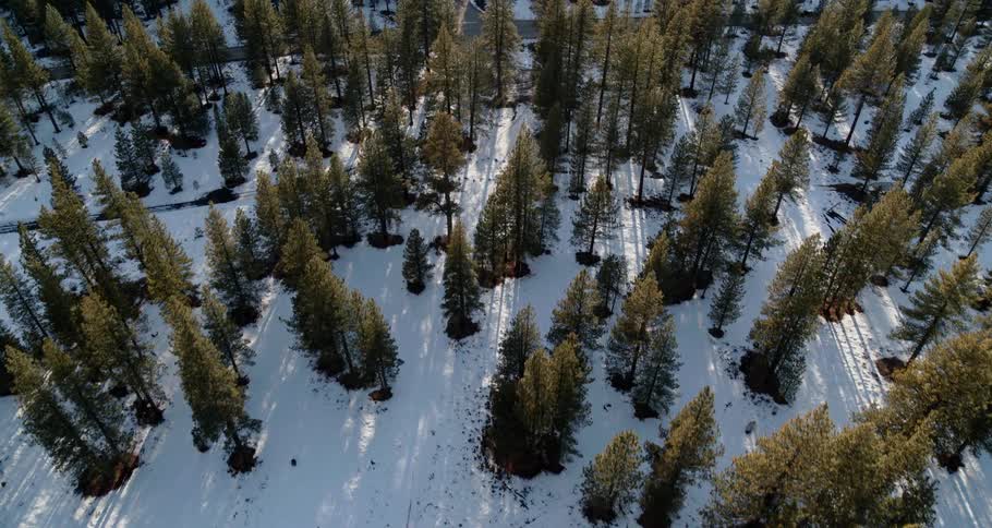 Bare soil surrounds base of conifer trees standing in snow covered ground