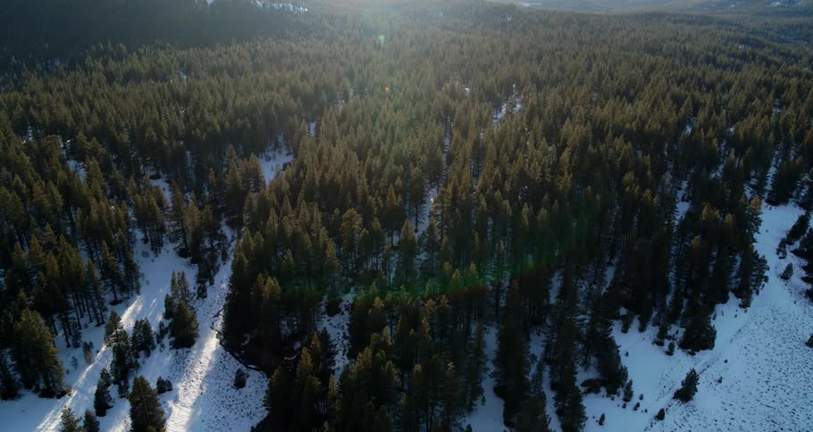 Aerial view of fir forest covered with snow