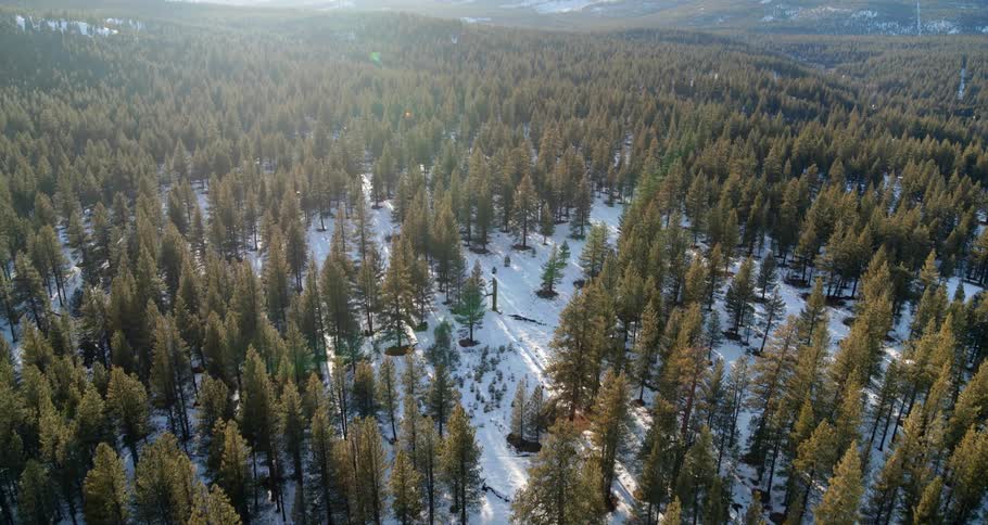 The sun is shining on the forest on the hills