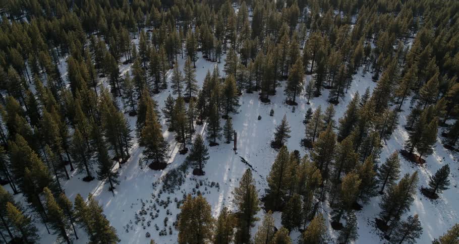 Aerial view of a snowy forest