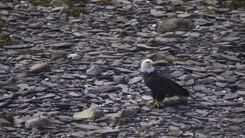An eagle stands on the rocky ground
