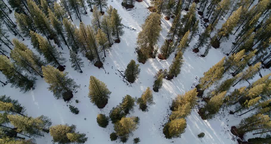 Aerial view of a snow covered forest