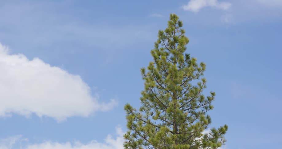 A lone pine tree against a blue sky
