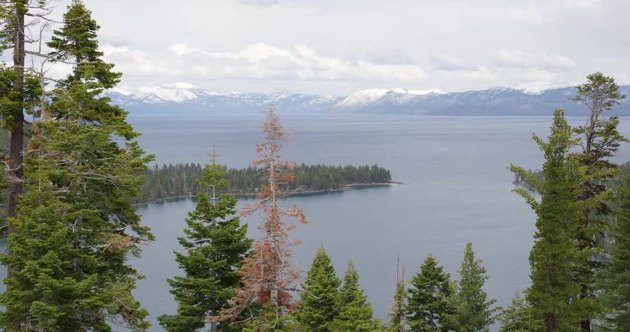 A mountain lake surrounded by pine trees in the daytime