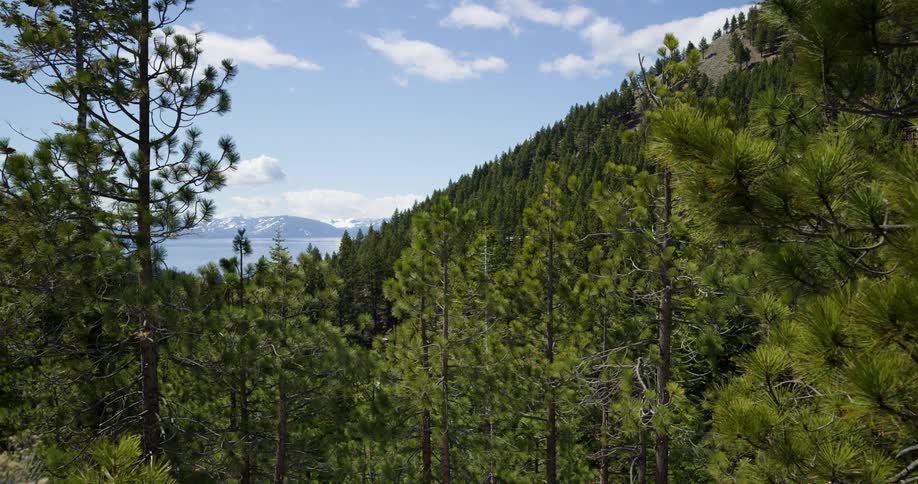 A forest with trees with the sky and clouds and a mountain range in the background