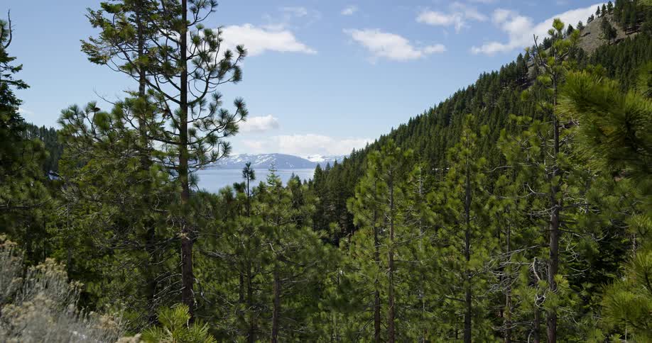 The sloping side of a mountain is covered in a dense and beautifully green forest