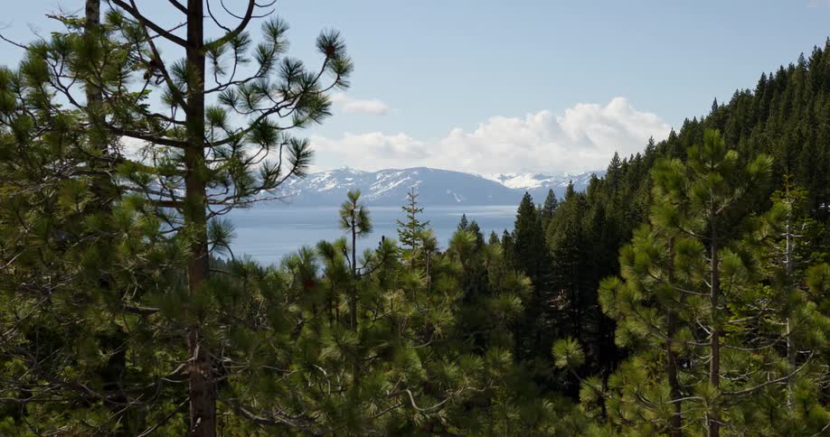 Pine trees in a mountain forest with a lake in the distance