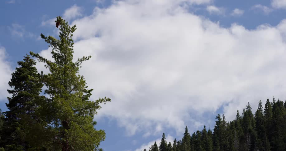 Pine trees in a forest on a summer day