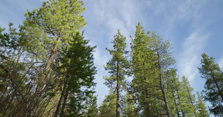 Pine trees in a forest on a clear blue day with light white clouds