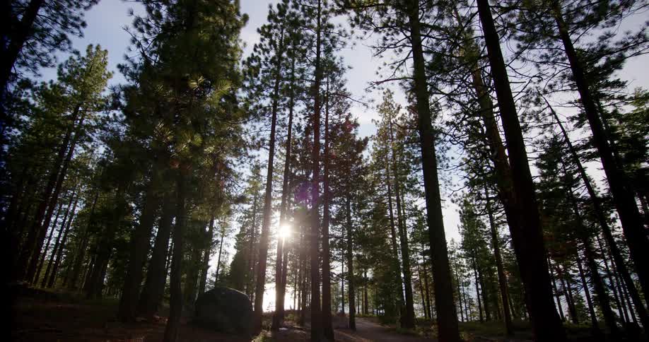 The sun sits low in the sky above a forest full of incredibly tall trees
