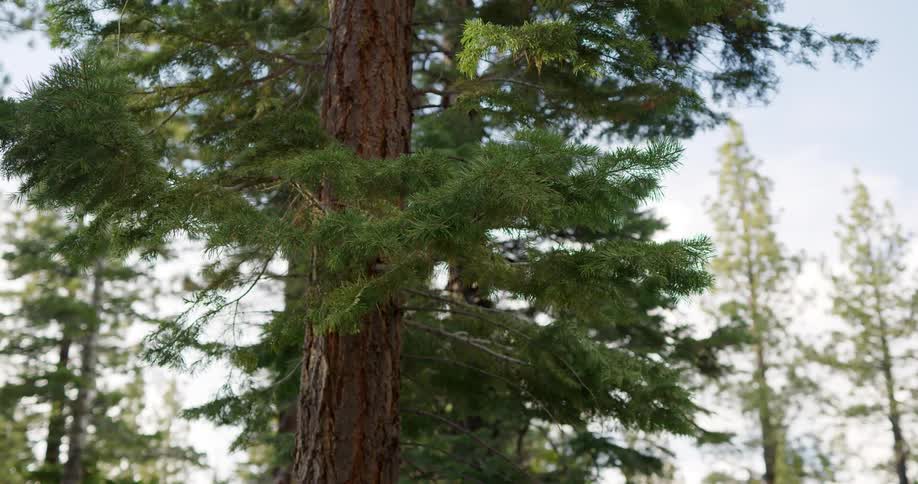 An evergreen tree in a woodland on a sunny day