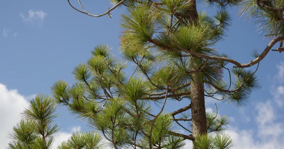 Wind blowing through a pine tree on a summer day