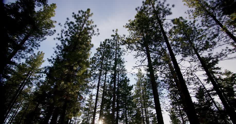 The tall trees cover the sky