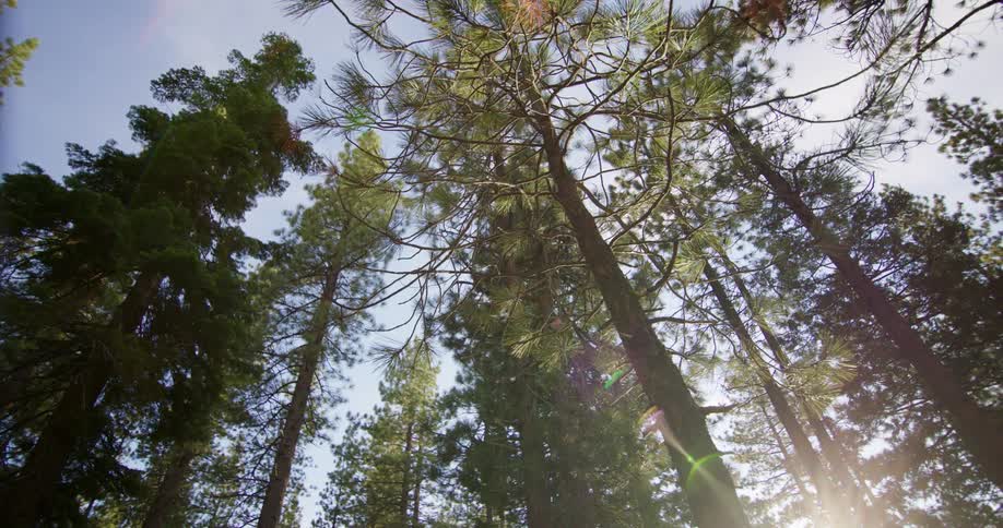 Tall pine trees in the forest on a clear day at sunset