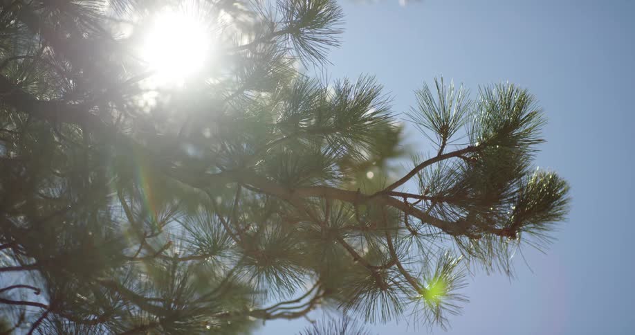 The sun shining down on a fir tree