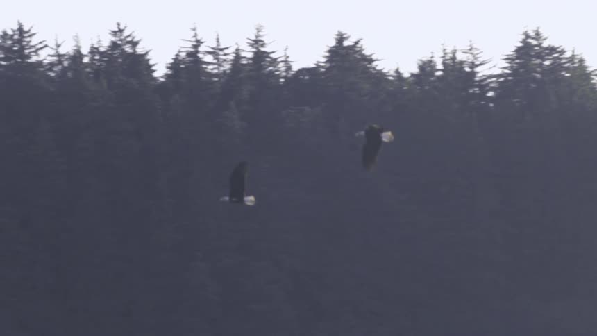 Birds fly in the sky by a large forest