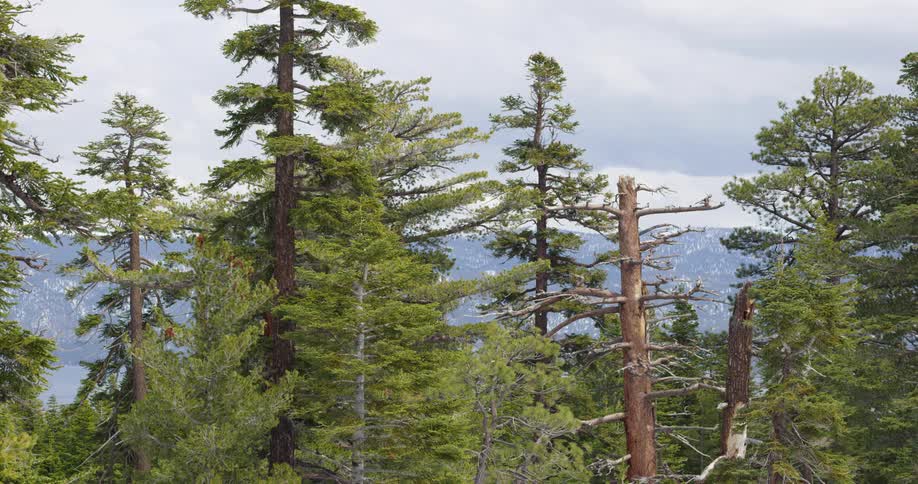 Trees in a forest with hills off in the distance