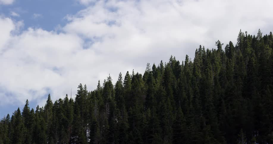 Trees in a forest