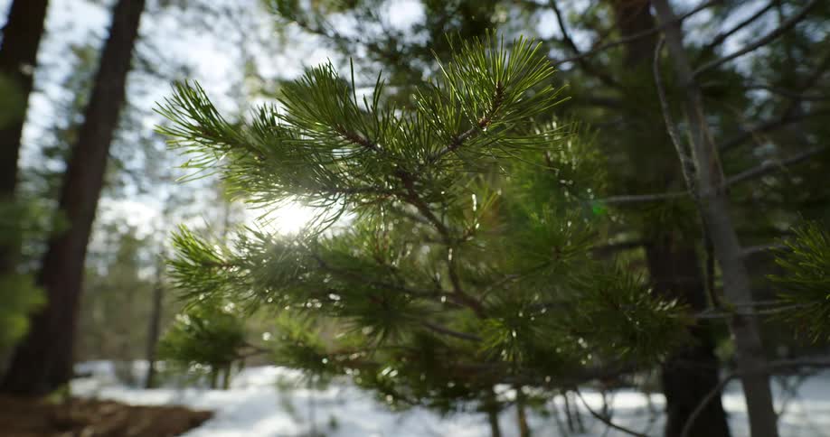 Sun glares through green pine needles of snow covered forest
