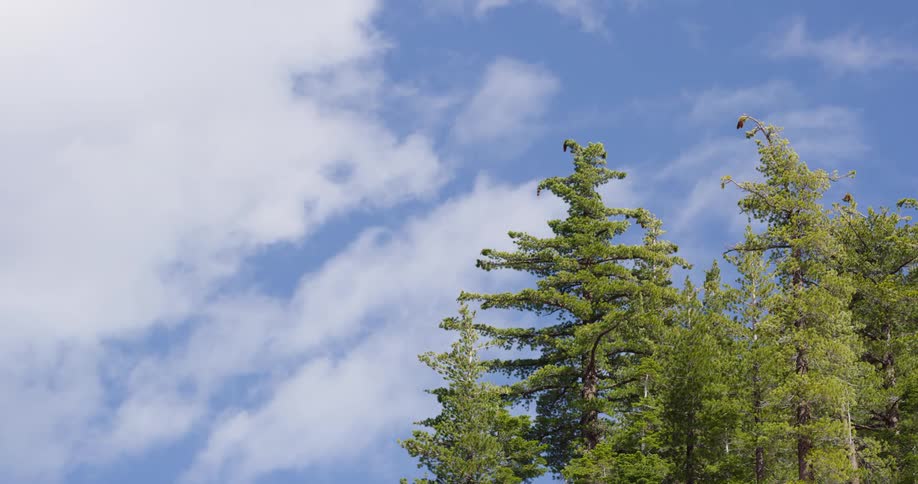 A view of trees in a forest area is displayed