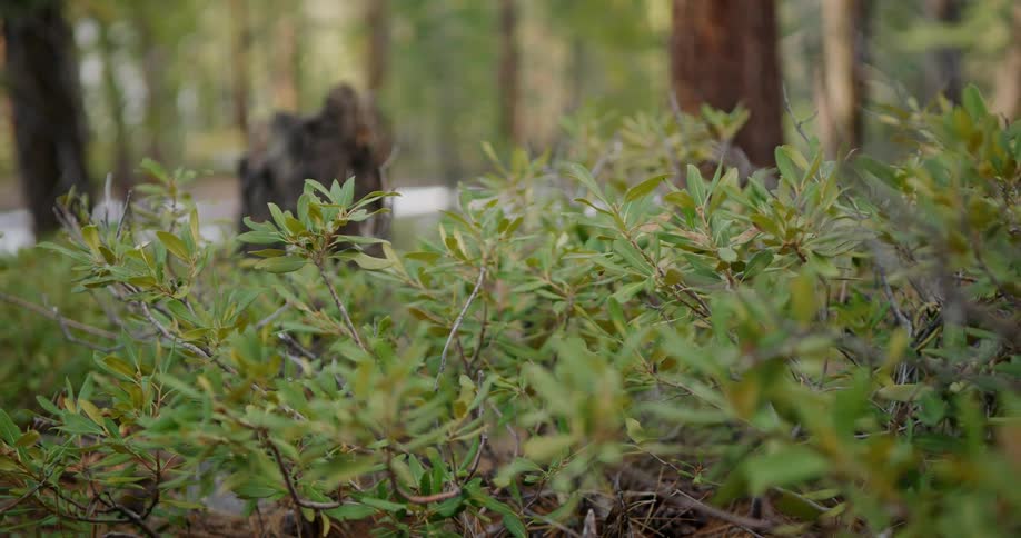 The bushes block the view of the forest