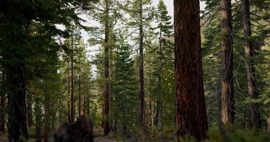 A tall mature tree is surrounded by smaller younger trees in the forest
