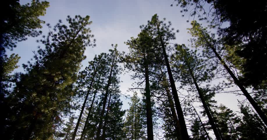 Tall forest trees towering overhead in the daytime