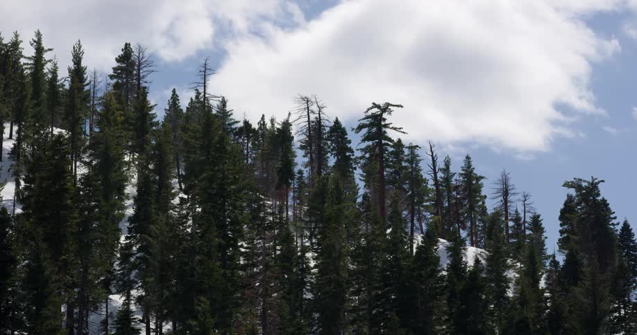 Conifer forest stands on snow covered slope under a cloudy sky